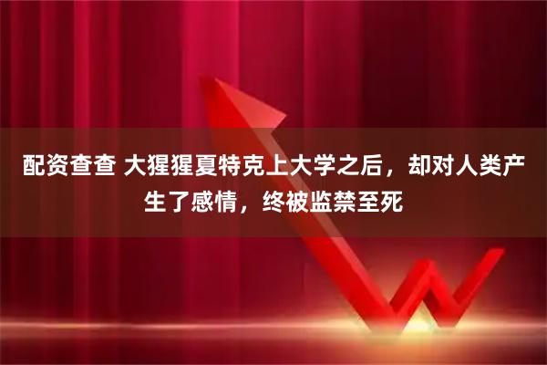 配资查查 大猩猩夏特克上大学之后，却对人类产生了感情，终被监禁至死